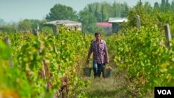 "რთველი 2015" და სახელმწიფო სუბსიდიით უკმაყოფილო გლეხები