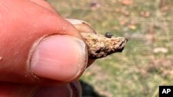 This photo provided by Lynne Buckner shows a Kings River pryg, a springsnail found in 13 isolated springs around Thacker Pass, 200 miles northeast of Reno, Nevada on April 7, 2022. (Lynne Buckner via AP)