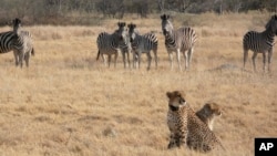In this photo provided by Briana Abrahms, a female cheetah and her cub sit watchfully in front of a herd of zebra in northern Botswana on Aug. 23, 2011. (Briana Abrahms via AP)