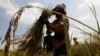 Cambodian Rice Organization Facing Own Problems