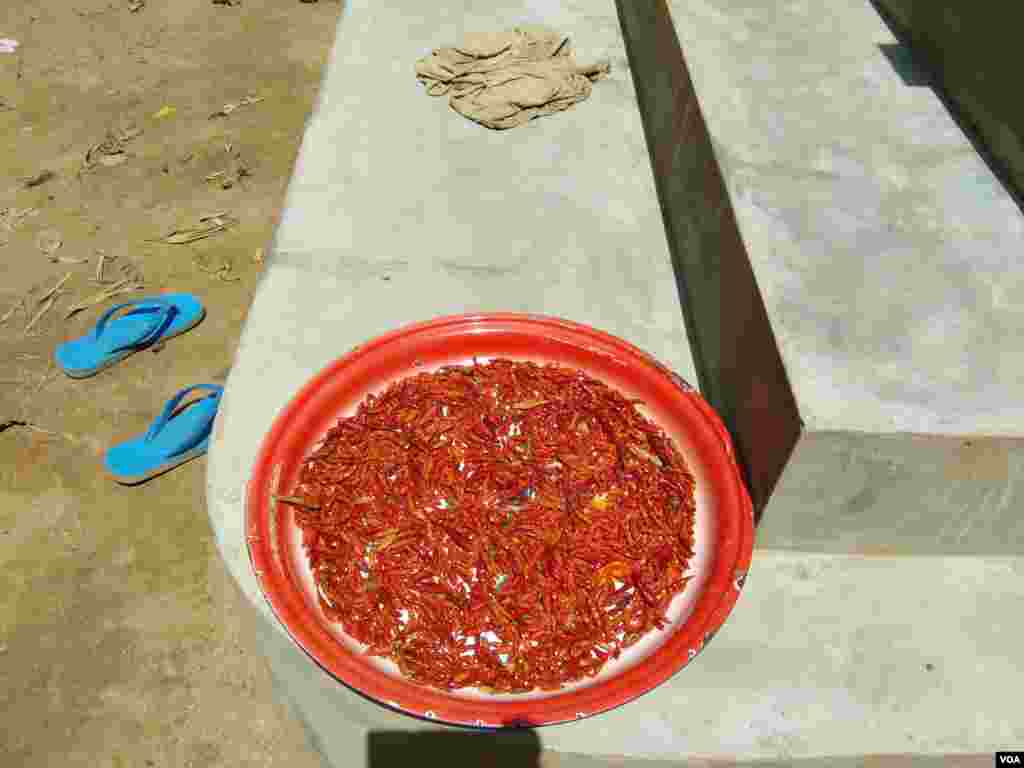 ម្ទេសដាក់ហាលថ្ងៃនៅជើងជណ្ដើរផ្ទះរបស់អ្នកភូមិស្វាយឃ្លាំង ឃុំស្វាយឃ្លាំង ស្រុកក្រូចឆ្មារ ខេត្តកំពង់ចាម នៅថ្ងៃអាទិត្យ ទី២២ ខែកក្កដា ឆ្នាំ២០១៧។ (សើ សាយ្យាណា/VOA)