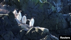 Adelie penguins stand together as scientists investigate the impact of climate change on Antarctica's penguin colonies, on the eastern side of the Antarctic peninsula, Antarctica January 17, 2022. (REUTERS/Natalie Thomas)