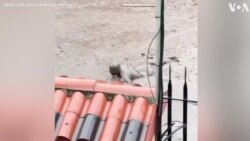 Dramatic Video Shows Victim Stuck in Mud in Ecuador Landslide 