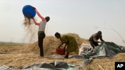 Ibrahim Mohammed, left, a farmer who lost most of his seedlings and farmlands to violent attacks in Nigeria's north, works on a rice farm along with his family members in Agatu village on the outskirts of Benue State. (AP Photo/ Chinedu Asadu)