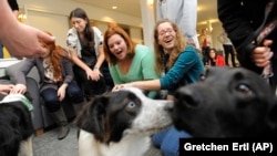 Tufts University students Katie Hagerty, second from right, and Marisa Shapiro of Calabasas, right, take a break from their studies to pet Meika, an Australian Shepherd mix, second from right, and Troy, a chocolate labrador mix, right.