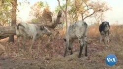 Agriculteurs et éleveurs ivoiriens dialoguent