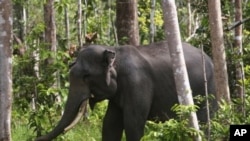 A Sumatran elephant is seen in Perawang, Riau province, Indonesia, January 12, 2012.