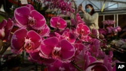 A woman wearing a face mask to protect against the spread of the coronavirus, takes photos of pots of Phalaenopsis orchids at one of Hong Kong's largest orchid farms located at Hong Kong's rural New Territories on Jan. 14, 2021. (AP Photo/Kin Cheung)