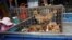 In this undated photo released by Dog Meat Free Indonesia, dogs for sale are seen in a cage on the back of a truck at a market in Air Madidi, North Sulawesi, Indonesia.