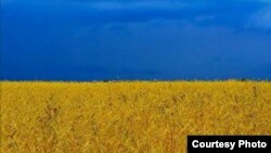 Ukraine wheat field