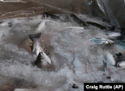 ปลาแซลมอนของ LocalCoho ที่ถูกจับขึ้นมาส่งให้ธนาคารอาหารในนิวยอร์ก เพื่อนำไปแจกจ่ายให้ผู้ยากไร้