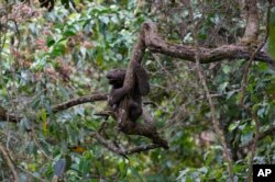 A rescued sloth hangs from a branch after it was released by Juan Carlos Rodriguez into the same area where it was found injured four weeks ago, in San Antonio, on the outskirt of Caracas, Venezuela, Saturday, March 12, 2022. (AP Photo/Ariana Cubillos)