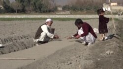 ننګرهار کې کروندګر خپلو محصولاتو ته د مناسب بازار غوښتنه کوي
