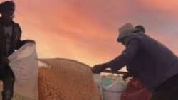 መንግሥት: ኢትዮጵያ በስንዴ ምርት ራሷን እንደቻለች ማስታወቁ "ከአሜሪካ ርዳታ መቆም ጋራ በተገናኘ አይደለም፤" አለ