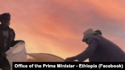 አርሶ አደሮች የስንዴ ምርታቸውን እየሰበሰቡ ይታያል