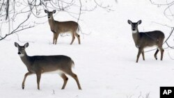 In this file photo, deer are seen in a blanket of snow in Lancaster, N.Y., Saturday, Jan. 5, 2013. (AP Photo/David Duprey, File)
