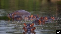 سائنس دان ان دریائی گھوڑوں کو پابلو ایسکوبار کا 'ایکولوجیکل ٹائم بم' قرار دے چکے ہیں۔ (فائل فوٹو)