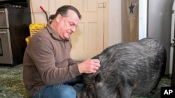 Wyverne Flatt who is fighting to keep his pot-bellied pig Ellie as an emotional support animal poses for a photograph at his home Wednesday, Feb. 2, 2022, in Canajoharie, N.Y. Village officials consider Ellie a farm animal, and not allowed in the village. (AP Photo/Hans Pennink)