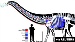This handout illustration shows the elaborate and circuitous pulmonary complex of an individual sauropod dinosaur that lived 150 million years ago in what is now Montana. (Handout via REUTERS)