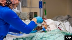 Arhiva, ilustracija - Zdravstvena radnica brine se o pacijentu na kiseoniku, obolelom od Kovida 19, u Virdžiniji, SAD.