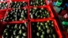 FILE - Crates filled with avocados are seen at a packing warehouse in Ziracuaretiro, Michoacan, Oct. 2, 2019.