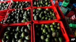 FILE - Crates filled with avocados are seen at a packing warehouse in Ziracuaretiro, Michoacan, Oct. 2, 2019.