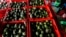FILE - Crates filled with avocados are seen at a packing warehouse in Ziracuaretiro, Michoacan, Oct. 2, 2019.