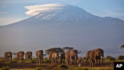 FILE - A herd of adult and baby elephants walks in the dawn light as the highest mountain in Africa, Tanzania's Mount Kilimanjaro, is seen in the background, in Amboseli National Park, southern Kenya, Dec.17, 2012.