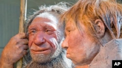 FILE - The March 20, 2009, file photo shows the prehistoric Neanderthal man "N," left, as he is visited for the first time by another reconstruction of a homo neanderthalensis called "Wilma," right, at the Neanderthal museum in Mettmann, Germany. Researchers say temperature and humidity may have played a key role in determining the nose's shape.