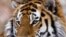 Asian Officials Extend Lifeline For Wild Tigers