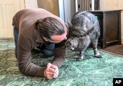 Emotional Support Pig