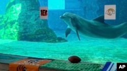 دلفین پیشگو در آکواریوم فلوریدا