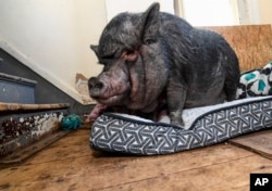 Emotional Support Pig