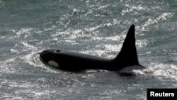 FILE - An orca, or killer whale, speeds towards the coast before throwing itself onto the sand to hunt baby sea lions in Argentina's Patagonian area of Punta Norte on March 21, 2008. (REUTERS/Enrique Marcarian)
