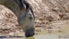 Quiz - Dry Conditions Threaten Wild Horses in Western US