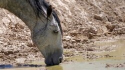 Quiz - Dry Conditions Threaten Wild Horses in Western US