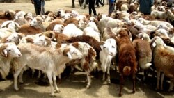 የፋሲካ በዓል አከባበር በትግራይ