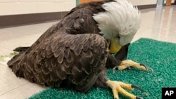 This undated photo provided by The University of Minnesota shows a lead-poisoned bald eagle in St. Paul, Minn.