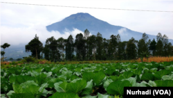 Tanaman sayuran petani menjelang panen, kol ini dihargai Rp500 per kilo. (Foto: VOA/Nurhadi)