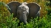 Selon des spécialistes, le Zimbabwe a le potentiel pour une population de 45.000 éléphants, qui ont besoin de vastes espaces de pâturage.