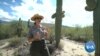 Saguaros: Arizona's Iconic Cacti