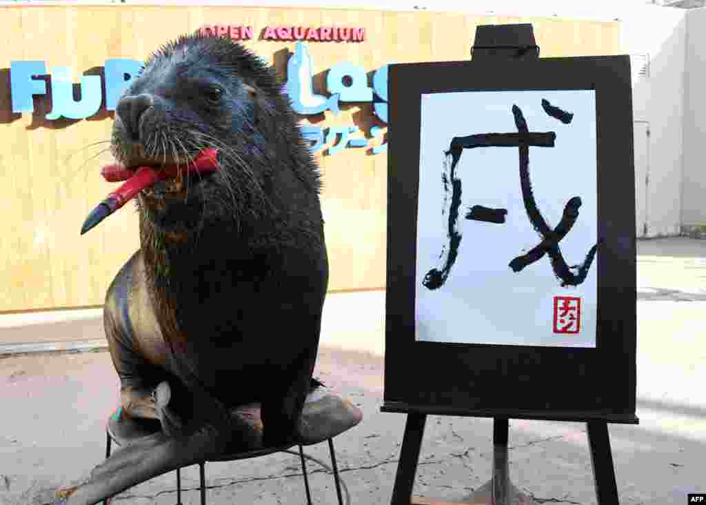 在东京郊区横滨的八景岛海洋天堂水族馆，一头名叫陈的13岁海狮（sea lion）写&ldquo;戌&rdquo;字，迎接狗年。（2017年12月26日）