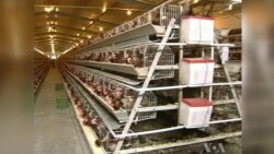 New, Fatal Bird Flu Strain Closely Monitored