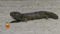 جنگلی حیات کی اسمگلنگ روکنے والی 'الیکٹرانک ناک'