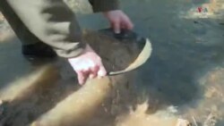 Արդյո՞ք Վիրջինիային նոր «ոսկու տենդ» է սպասվում