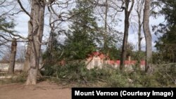 A fallen Canadian hemlock tree at George Washington's Mount Vernon.