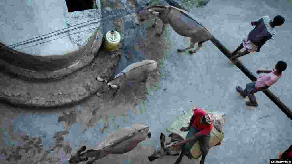 La vie à Lamu est la même comme elle l&#39;a été il y a des centaines d&#39;années, avec des ânes, plutôt que les véhicules à moteur, assurant le transport. Photo du 26 novembre 2014. (Hilary Heuler / VOA News)