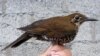 New Bird Species Discovered