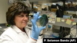Scientist Karen Xavier holds a petri dish containing a stool sample of small bacteria colonies. DNA samples like these are extracted and sequenced to help health investigators more quickly identify the source of food poisoning.