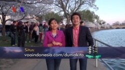 Pekan Bunga Sakura di Washington DC (3)